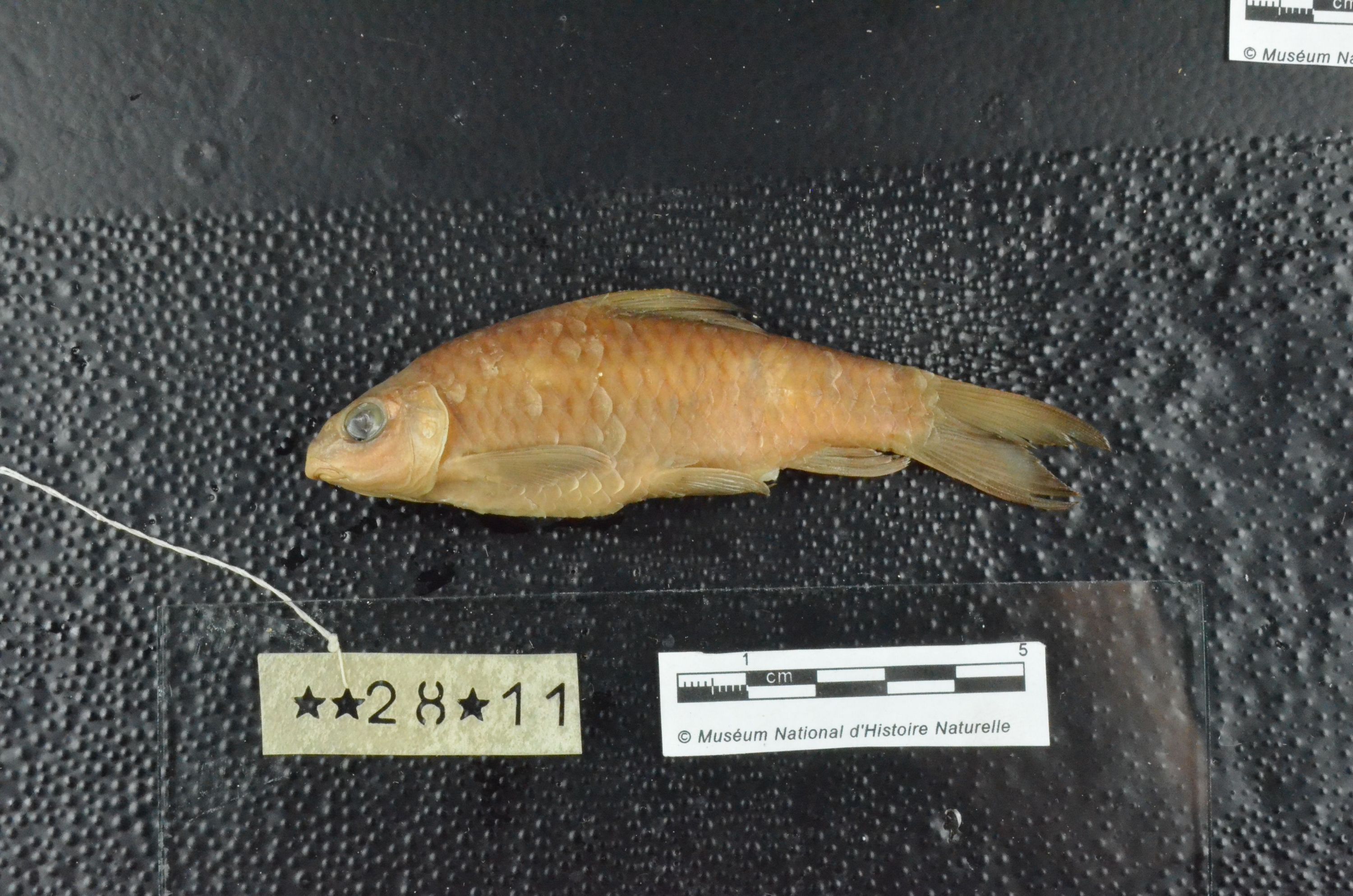 (Varicorhinus Rüppell, 1835) Род ХРАМУЛИ 37 видов